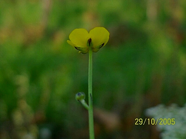 Ranunculus acris / Ranuncolo comune